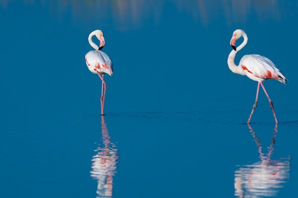 Two flamingos on the blue river