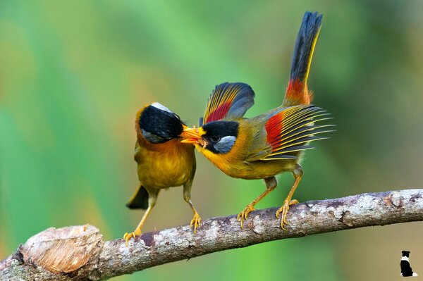 Deux oiseaux tropicaux sur une branche