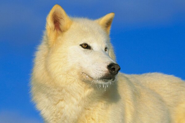 The white wolf looks at the sky