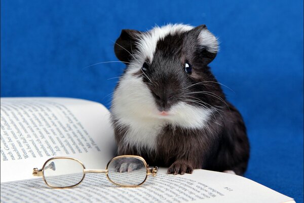 Cavia che legge un libro