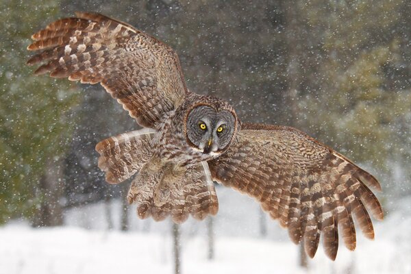 An owl with bright yellow eyes flying in winter