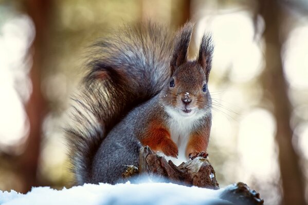 Ardilla con cola pcshistym sentado en la nieve