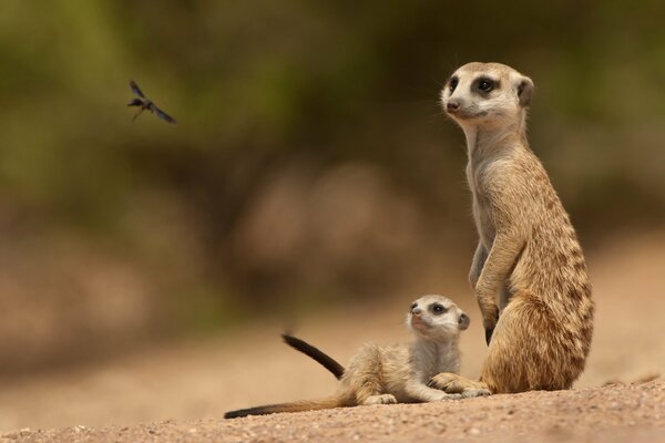 Baby and mother meerkats are watching an insect