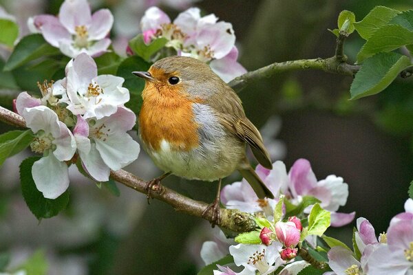 A bird with a red breast sits on a branch of a flowering tree