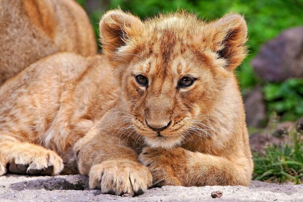 Cute lion cub lies in nature