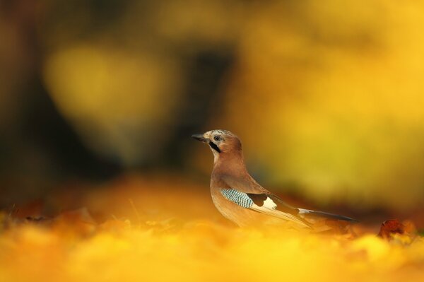 A small bird on the background of fallen leaves. Blurred background