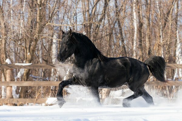 Cheval noir court sur la neige blanche