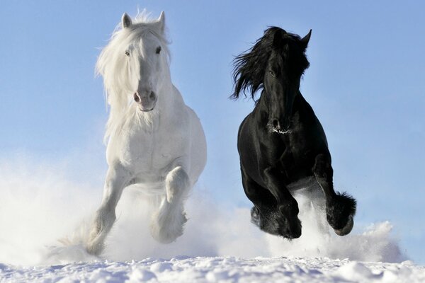 Yin yang, animals, white and black horse, horse, horse