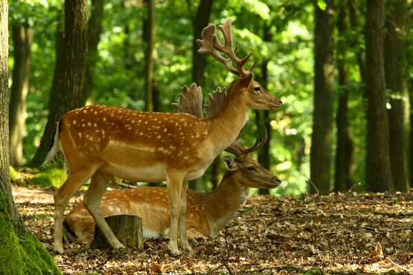 Couple de cerfs dans la forêt