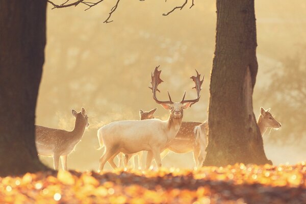 Beauté dans la Grandeur du cerf dans la forêt d automne