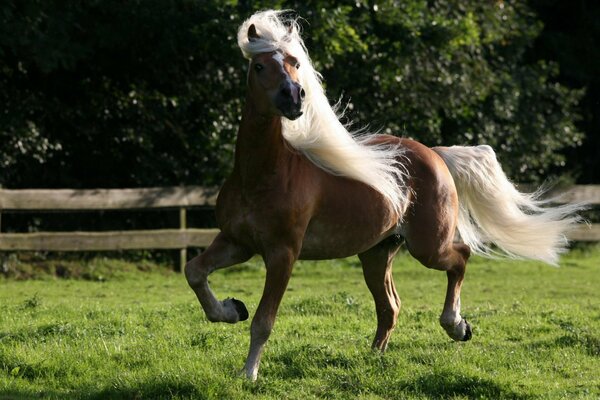 The white mane of the horse flutters in the wind