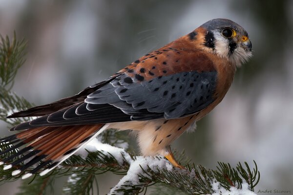 Bel oiseau sur une branche d hiver