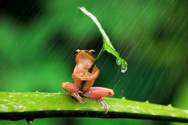 Cute frog is sitting in the rain and holding a leaf