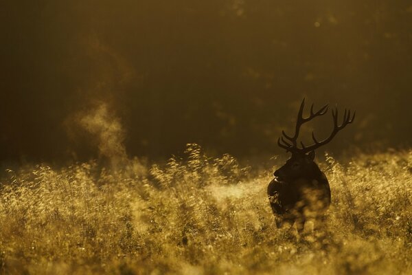 At dawn the deer went out into the field