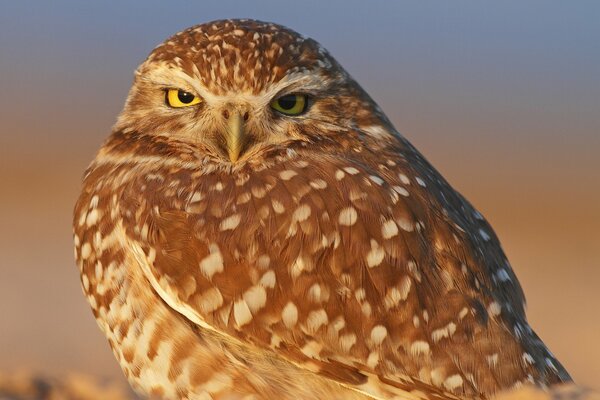 Pájaro búho con ojos amarillos