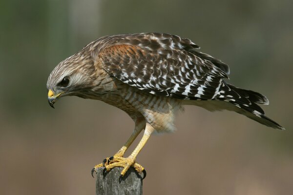 A hawk bird sitting on a pole