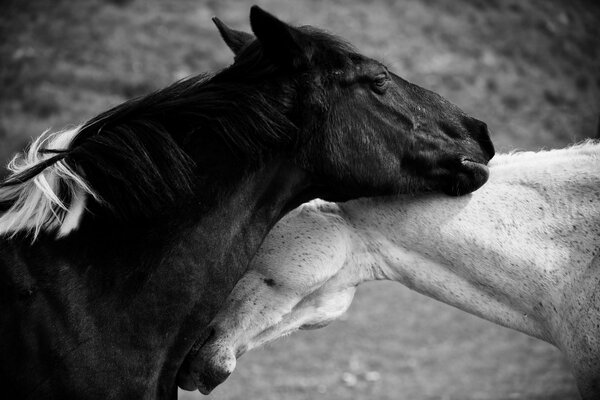 El amor del caballo por el hombre