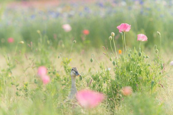 Ente im Gras. Wilde rosa Mohnblumen. Zarte Grüns