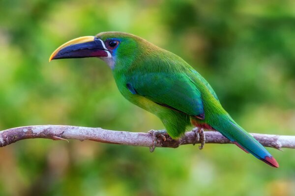 An emerald toucan sits on a branch