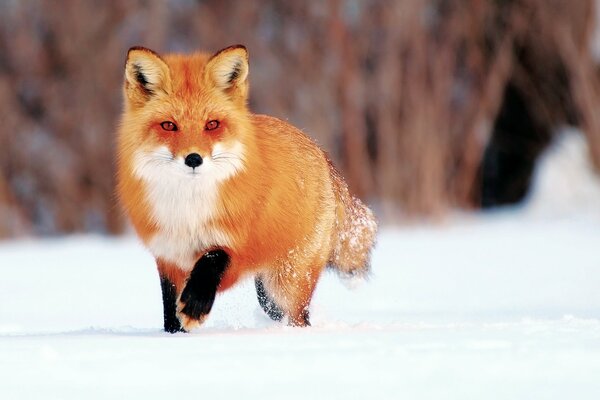 Rothaarige pelzige Schönheit im Schnee