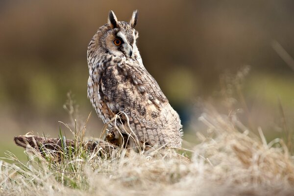 A swamp owl sits on a stump in the grass