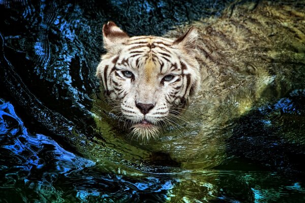 Tigre blanco flotando en el agua oscura