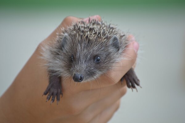 Charming hedgehog stands on handles