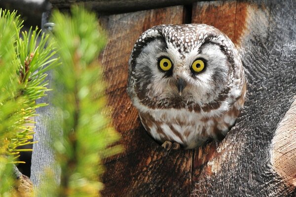 The owl looks out of his house