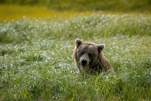 Orso crogiolarsi tra l erba