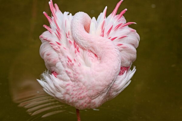 El flamenco rosado duerme en el agua