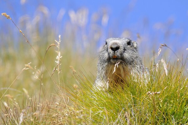 Ein Gopher versteckt sich im grünen Gras