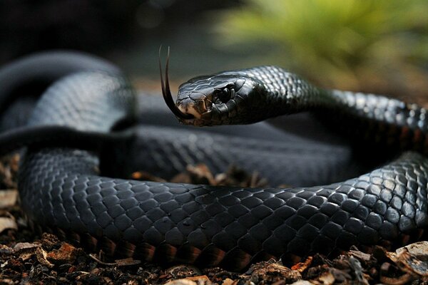 The black snake stuck out its tongue