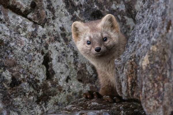 A small sable peeks out of the stone