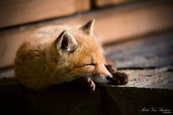 Renard mignon dort sur les planches