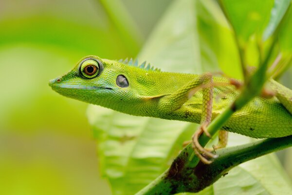 Green lizard with big eyes