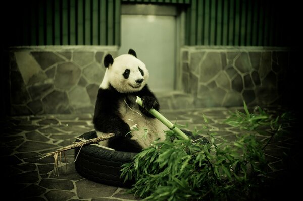 Bambus-Panda-Leckerbissen im Zoo