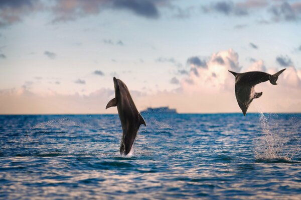 Jeux de dauphins mer nature