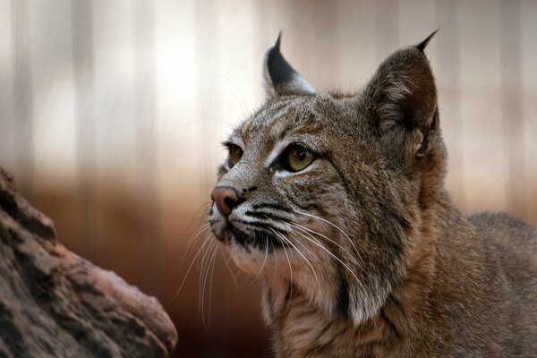 Wild cat , inhabitant of the forest