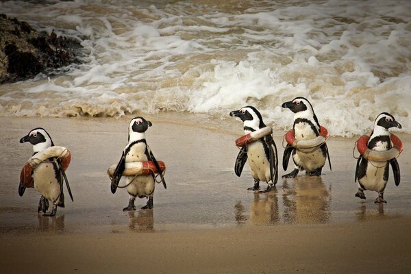 Penguins in lifebuoys on the seashore