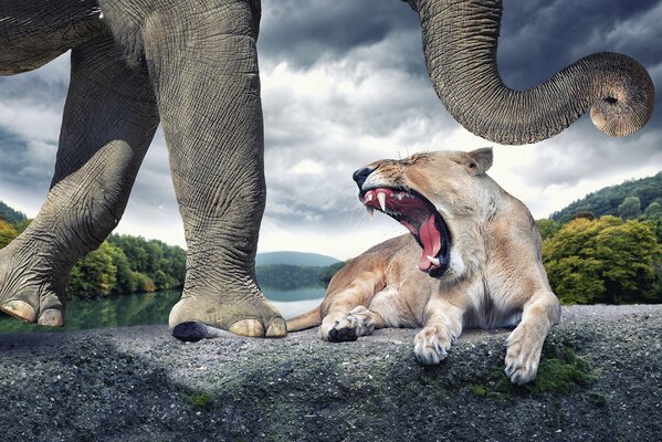 Éléphant avec une lionne grognant sur fond de temps nuageux