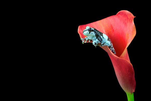 Grenouille en fleur rouge sur fond noir