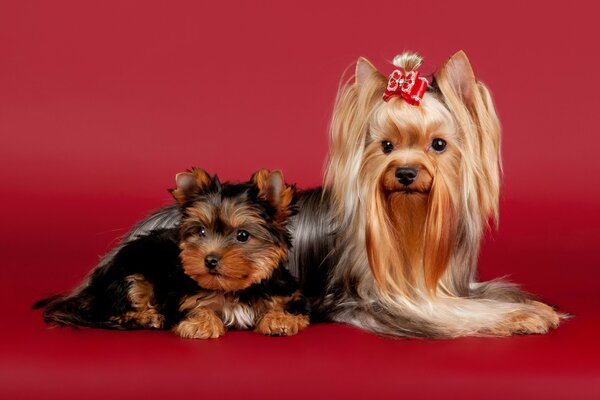 Yorkshire terrier with a bow and a small puppy