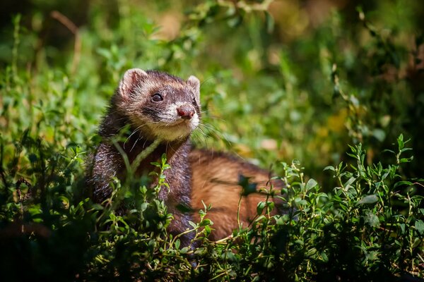 Furet rusé caché dans l herbe