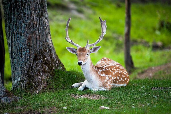 Tiere Hirsche in der Natur im Sommer