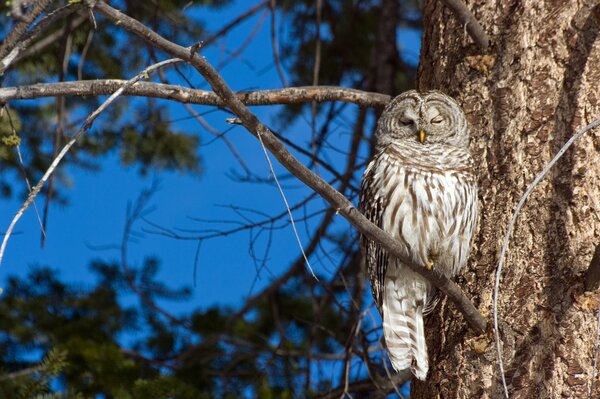 An owl sits on a tree branch during the day