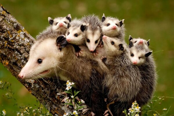 Zarigüeyas familia fue a dar un paseo