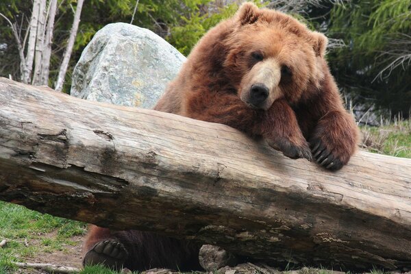 El oso Pardo descansa junto al árbol