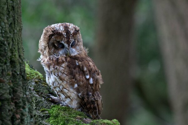 Owl on a branch with moss