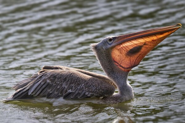 Pelikan im Wasser mit gefangenem Fisch