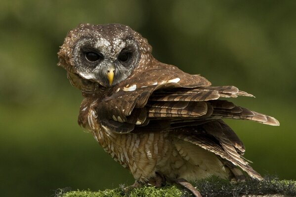 Hibou assis sur une pierre avec de la mousse